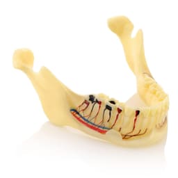 iDENTical Mandible Bone Model M4014 - 4