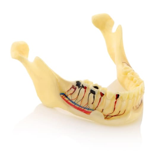 iDENTical Mandible Bone Model M4014