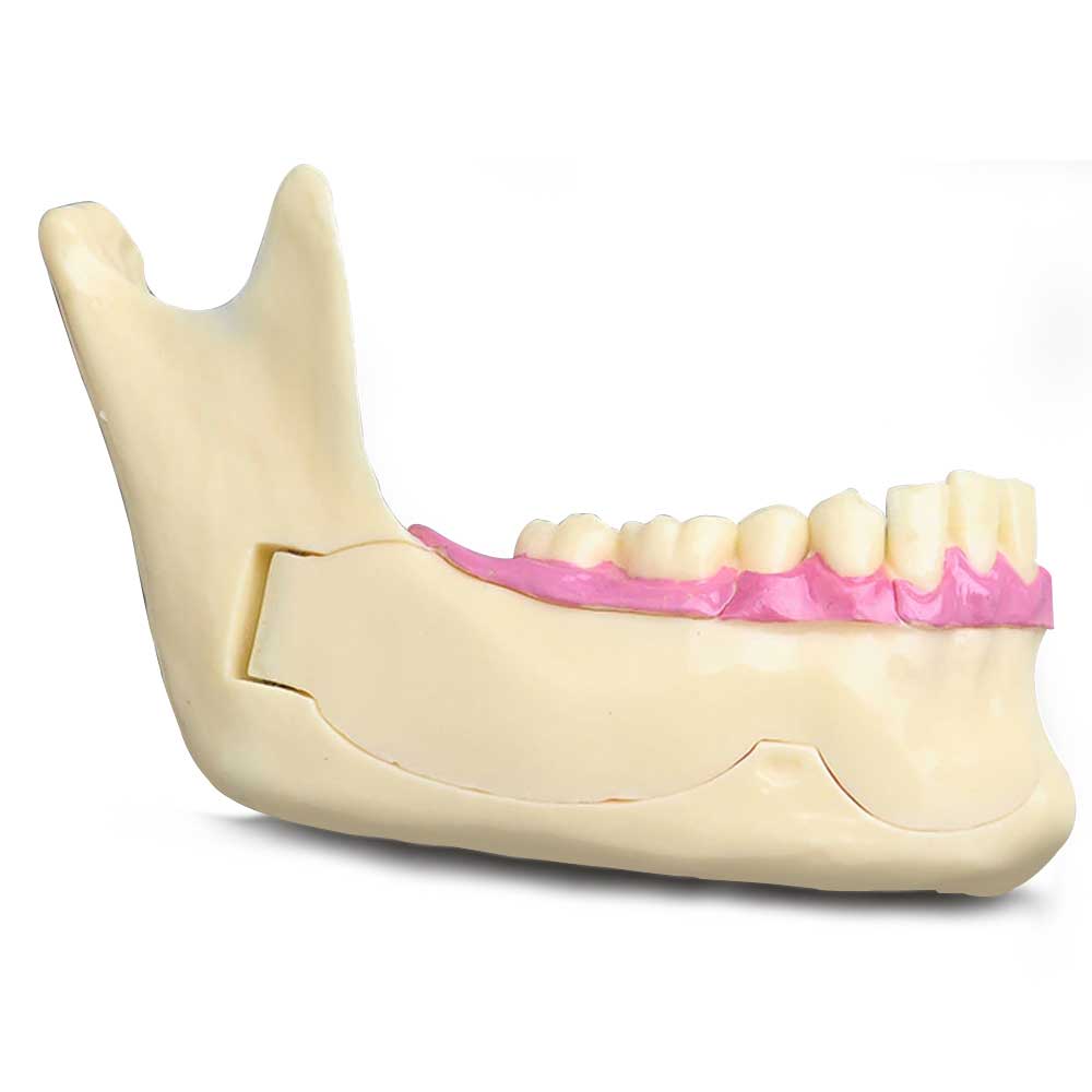iDENTical Mandible Bone Model M4014