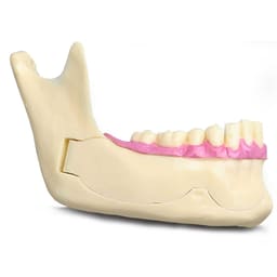 iDENTical Mandible Bone Model M4014 - 6