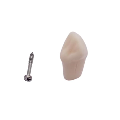 iDENTical Typodonts Upper Left Canine For Frasaco Type Jaw Set Individual M8022 - 23