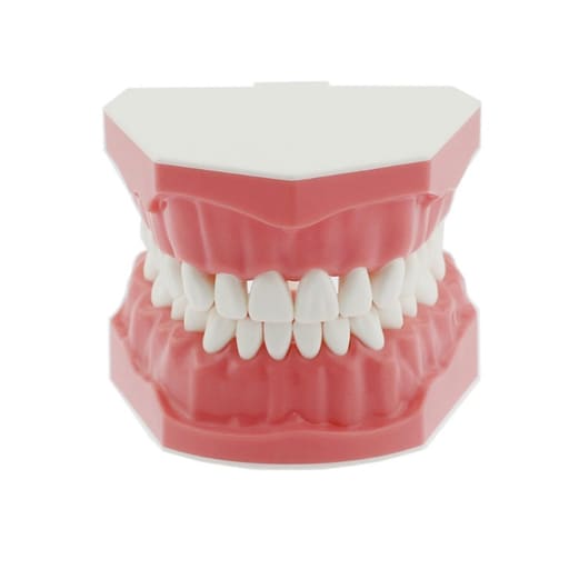 iDENTical Dental Model For Patient Education MD-105N