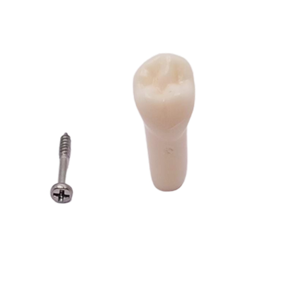 iDENTical Typodonts Lower Left Second Premolar For Frasaco Type Jaw Set Individual M8022 - 35
