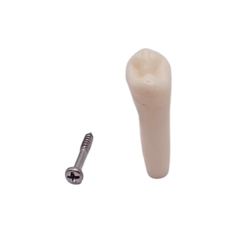 iDENTical Typodonts Upper Left Second Premolar For Frasaco Type Jaw Set Individual M8022 - 25