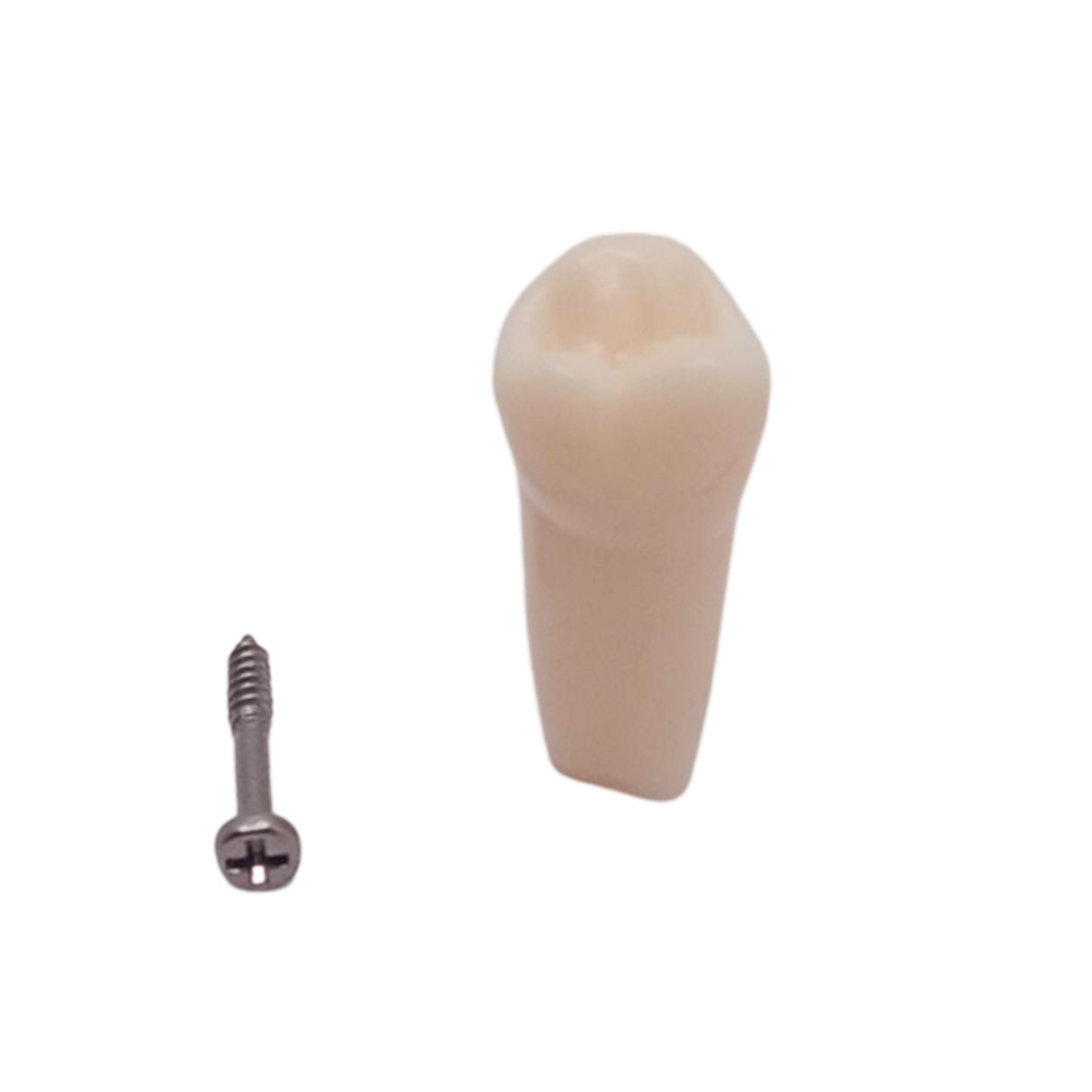 iDENTical Typodonts Upper Left Third Molar For Frasaco Type Jaw Set Individual M8022 - 28