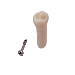 iDENTical Typodonts Lower Left First Premolar For Frasaco Type Jaw Set Individual M8022 - 34