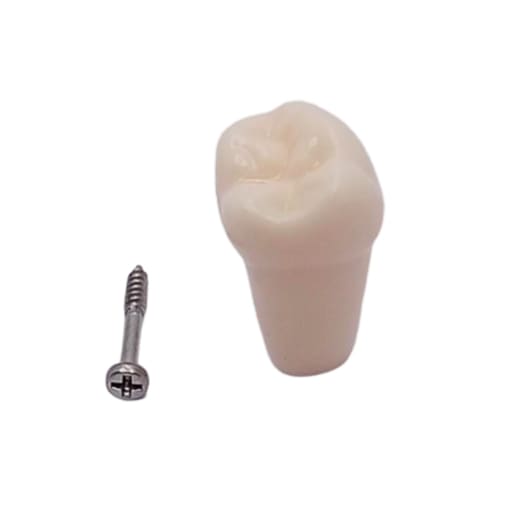 iDENTical Typodonts Lower Left Second Molar For Frasaco Type Jaw Set Individual M8022 - 37