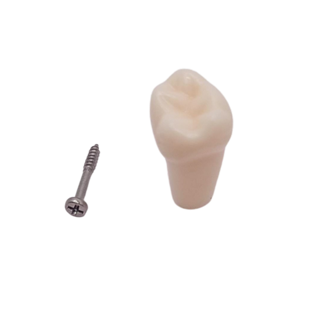 iDENTical Typodonts Lower Left Third Molar For Frasaco Type Jaw Set Individual M8022 - 38