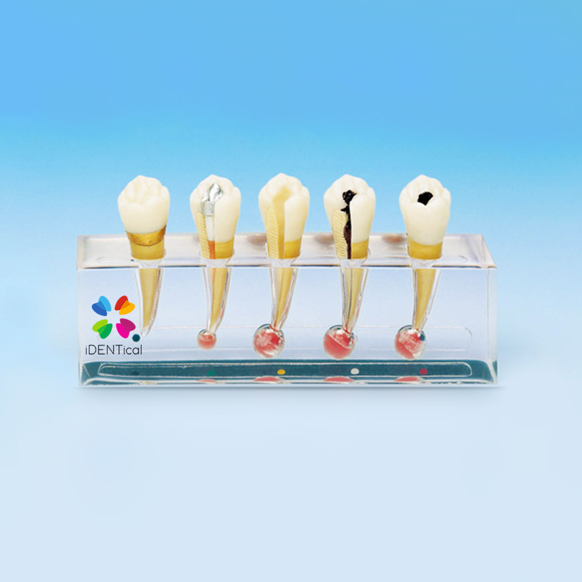 iDENTical Endodontic Treatment Model (M4007-2)
