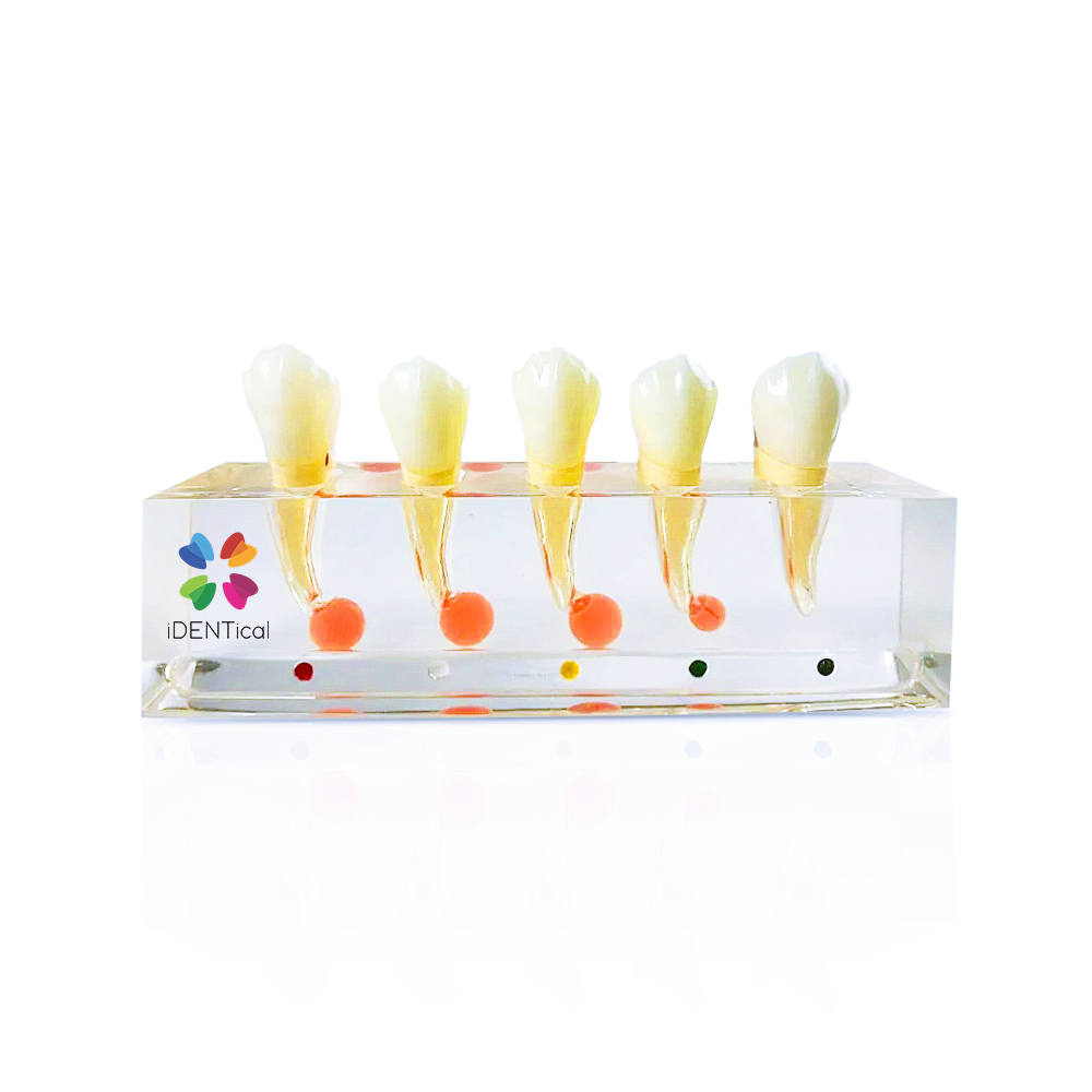 iDENTical Endodontic Treatment Model (M4007-2)