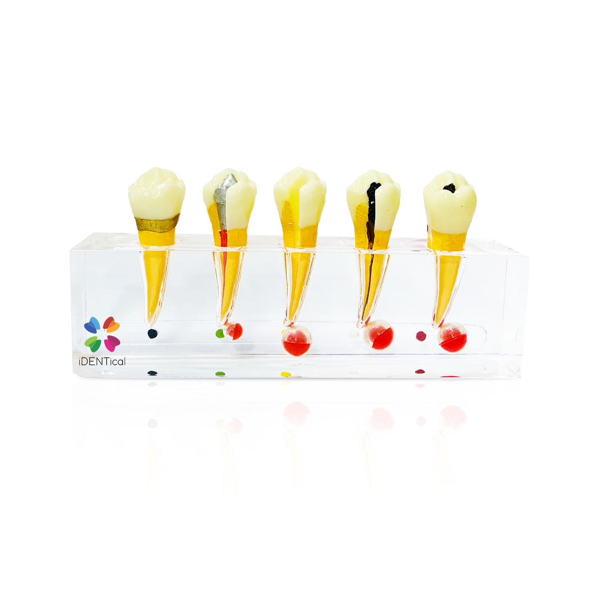 iDENTical Endodontic Treatment Model (M4007-2)