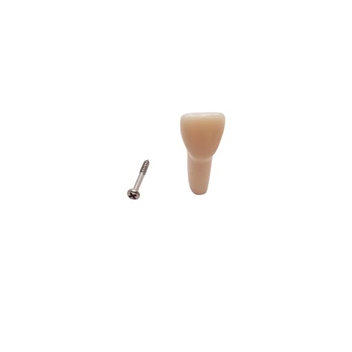 iDENTical Typodonts Upper Right Central Incisor For Frasaco Type Jaw Set Individual M8022 - 11
