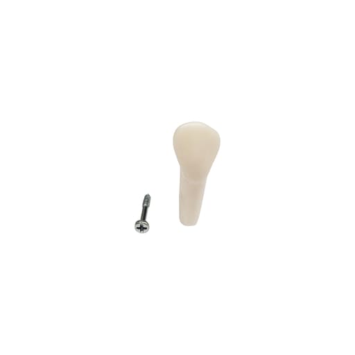 iDENTical Typodonts Upper Right Canine For Frasaco Type Jaw Set Individual M8022 - 13