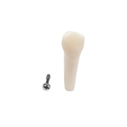 iDENTical Typodonts Upper Right First Premolar For Frasaco Type Jaw Set Individual M8022 - 14