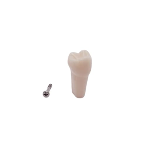 iDENTical Typodonts Upper Right Second Molar For Frasaco Type Jaw Set Individual M8022 - 17