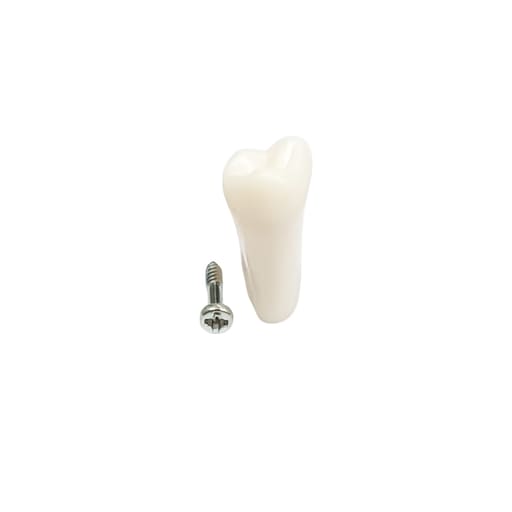 iDENTical Typodonts Upper Right Third Molar For Frasaco Type Jaw Set Individual M8022 - 18
