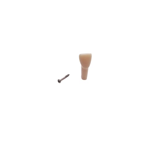 iDENTical Typodonts Upper Left Central Incisor For Frasaco Type Jaw Set Individual M8022 - 21