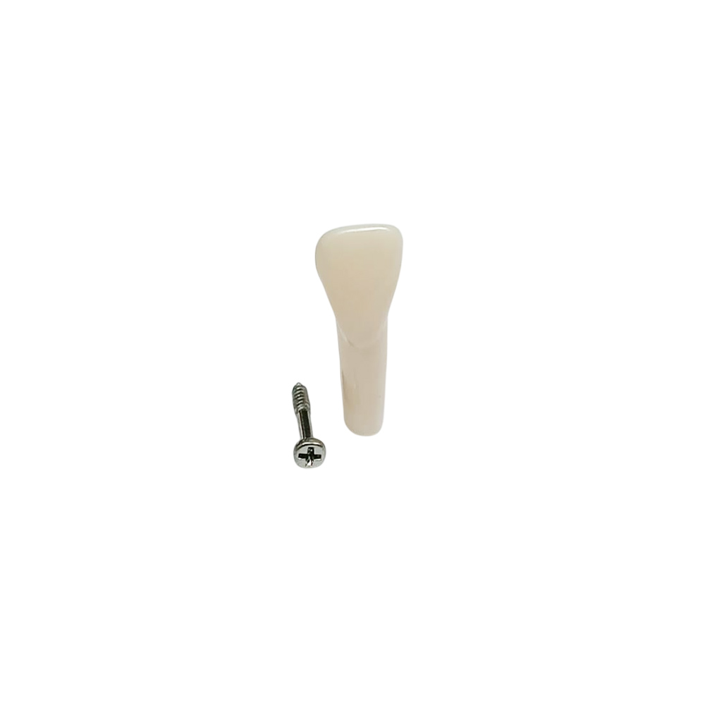 iDENTical Typodonts Upper Left Lateral Incisor For Frasaco Type Jaw Set Individual M8022 - 22