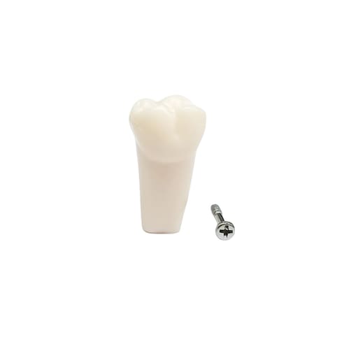 iDENTical Typodonts Upper Left First Molar For Frasaco Type Jaw Set Individual M8022 - 26