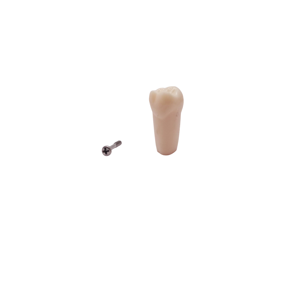 iDENTical Typodonts Upper Left Second Molar For Frasaco Type Jaw Set Individual M8022 - 27