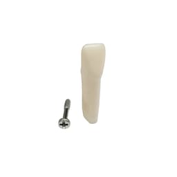 iDENTical Typodonts Lower Left Central Incisor For Frasaco Type Jaw Set Individual M8022 - 31