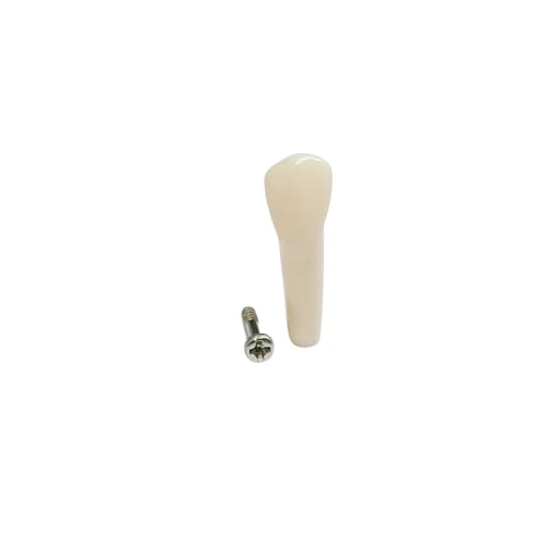 iDENTical Typodonts Lower Right Canine For Frasaco Type Jaw Set Individual M8022 - 43