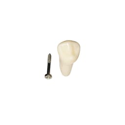 iDENTical Typodonts Lower Right First Premolar For Frasaco Type Jaw Set Individual M8022 - 44 - 2