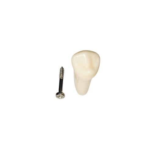 iDENTical Typodonts Lower Right First Premolar For Frasaco Type Jaw Set Individual M8022 - 44