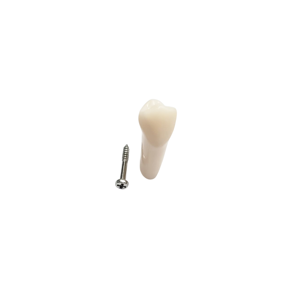 iDENTical Typodonts Lower Right First Premolar For Frasaco Type Jaw Set Individual M8022 - 44