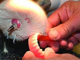 Samit Denture Polishing Cake