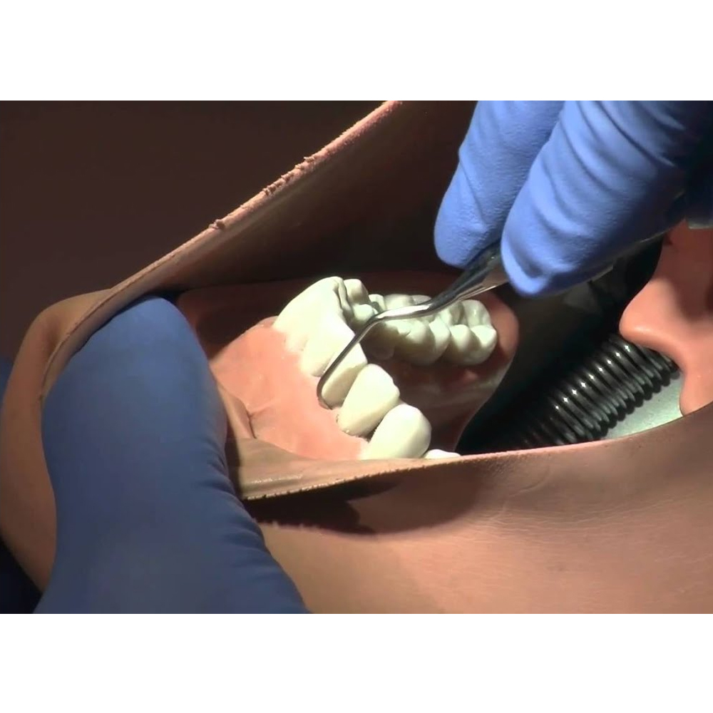 GDC Langer Curette 5/6 For Maxillary And Mandibular Anterior #6 (Sl5/6)