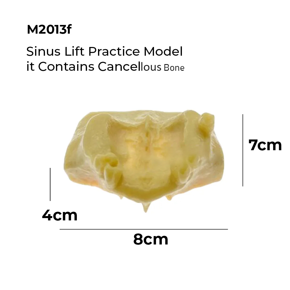iDENTical Sinus Lift Practice Model M2013F