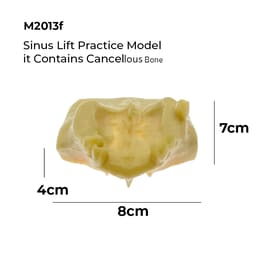 iDENTical Sinus Lift Practice Model M2013F - 8