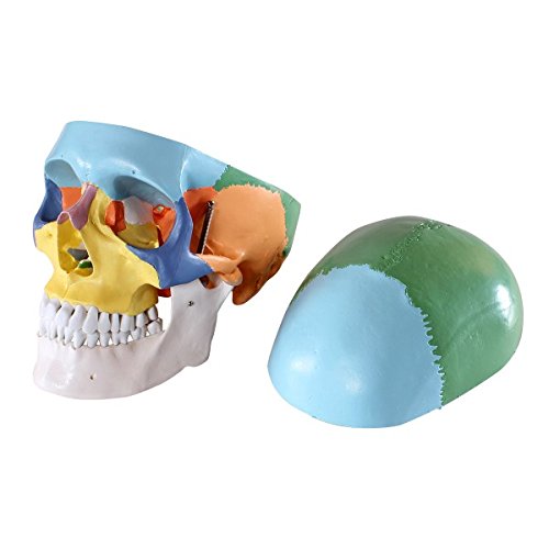 iDENTical Anatomical Skull Model Colored M5005