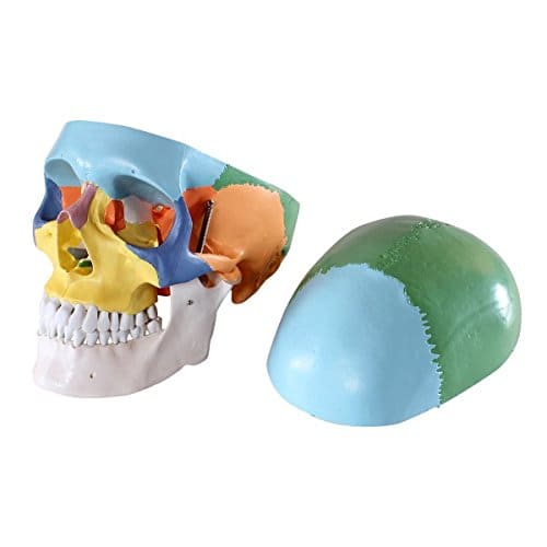 iDENTical Anatomical Skull Model Colored M5005