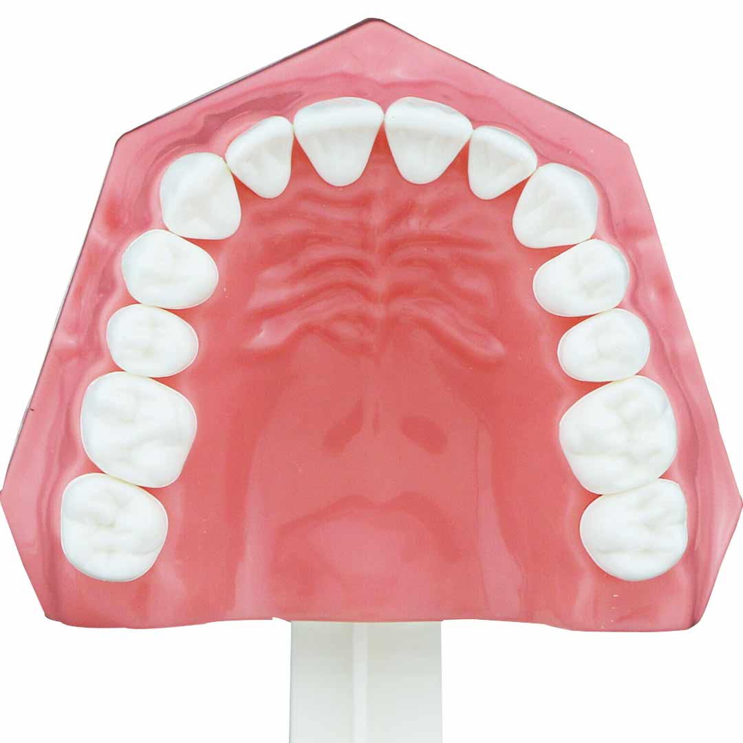 iDENTical Tooth Brushing Demonstration Model - M7010