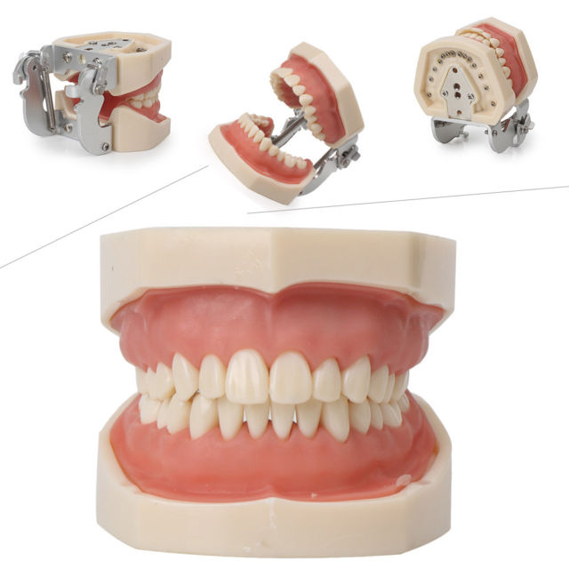 iDENTical Nissin Type Typodont Jaw Set M8011	