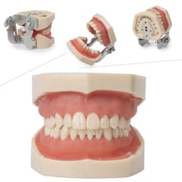 iDENTical Nissin Type Typodont Jaw Set M8011	 - 14