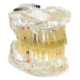 iDENTical Adult Pathologies Model M4001-1 - 6