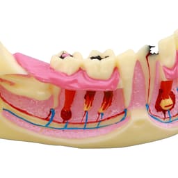 iDENTical Mandible Bone Model M4014 - 2