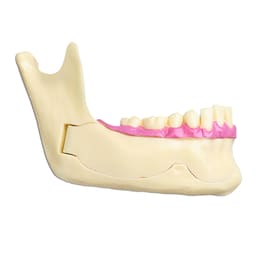 iDENTical Mandible Bone Model M4014 - 5