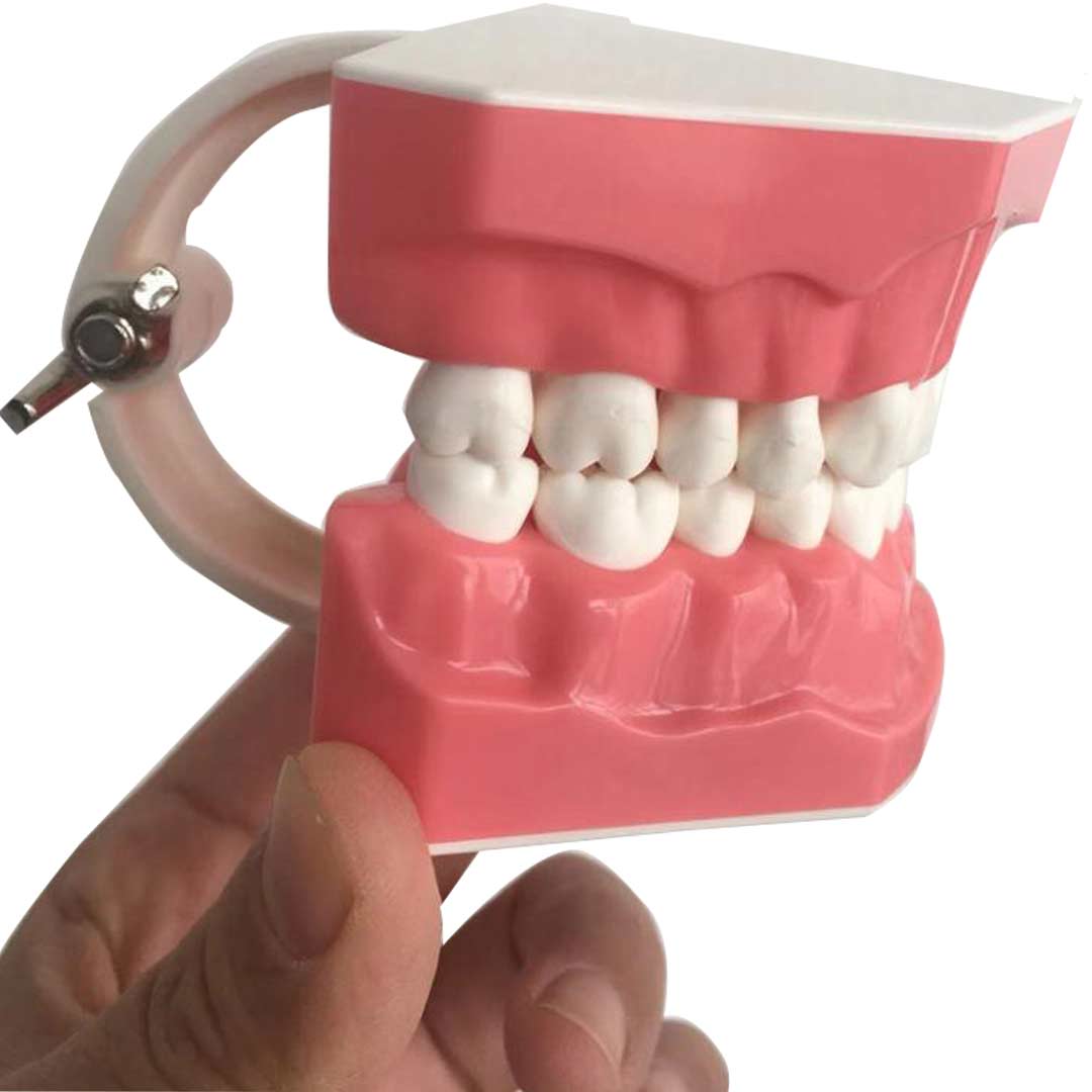 iDENTical Tooth Brushing Demonstration Model - M7010