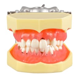iDENTical Periodontal Model M4003 - 3