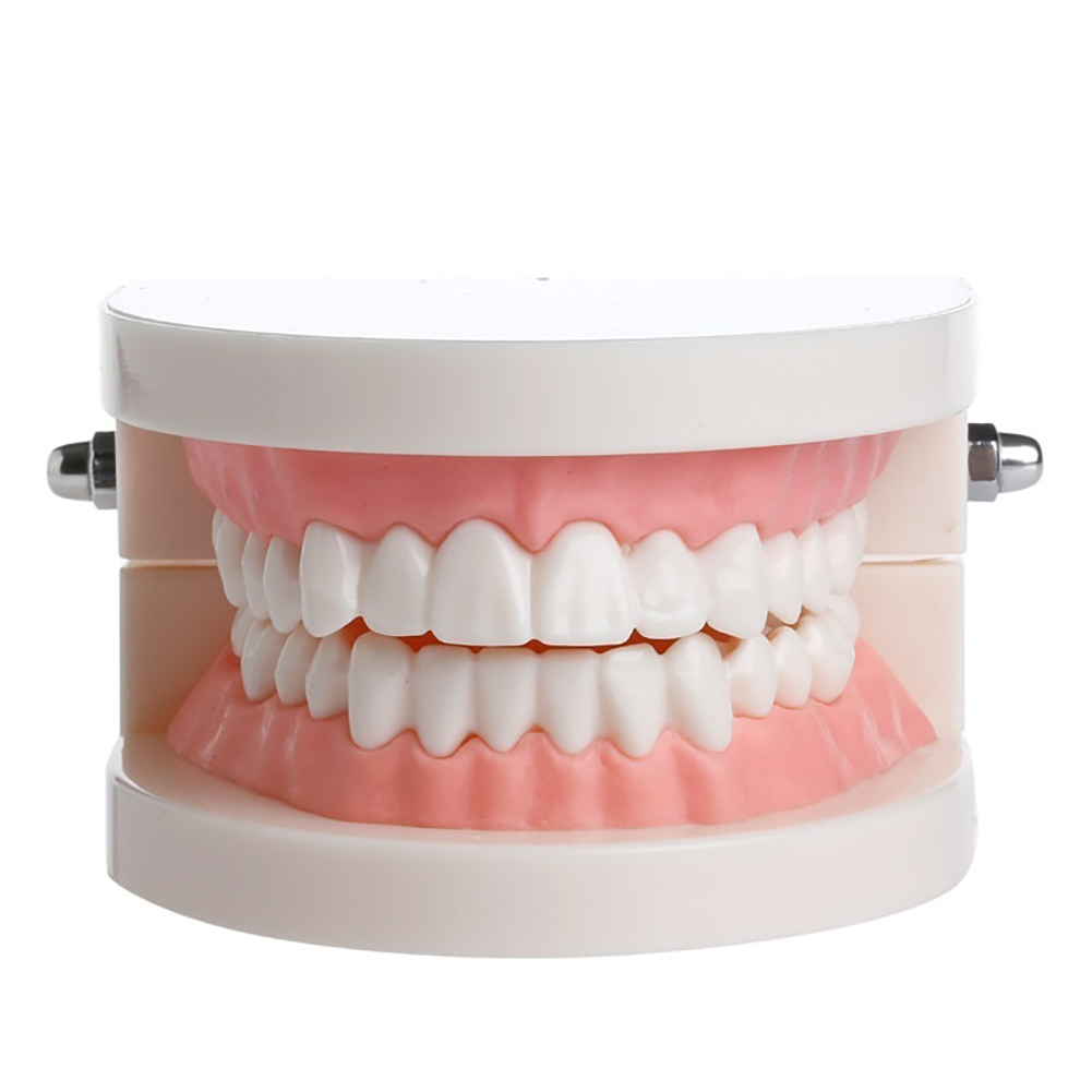 iDENTical Dental Model For Patient Education MD-105