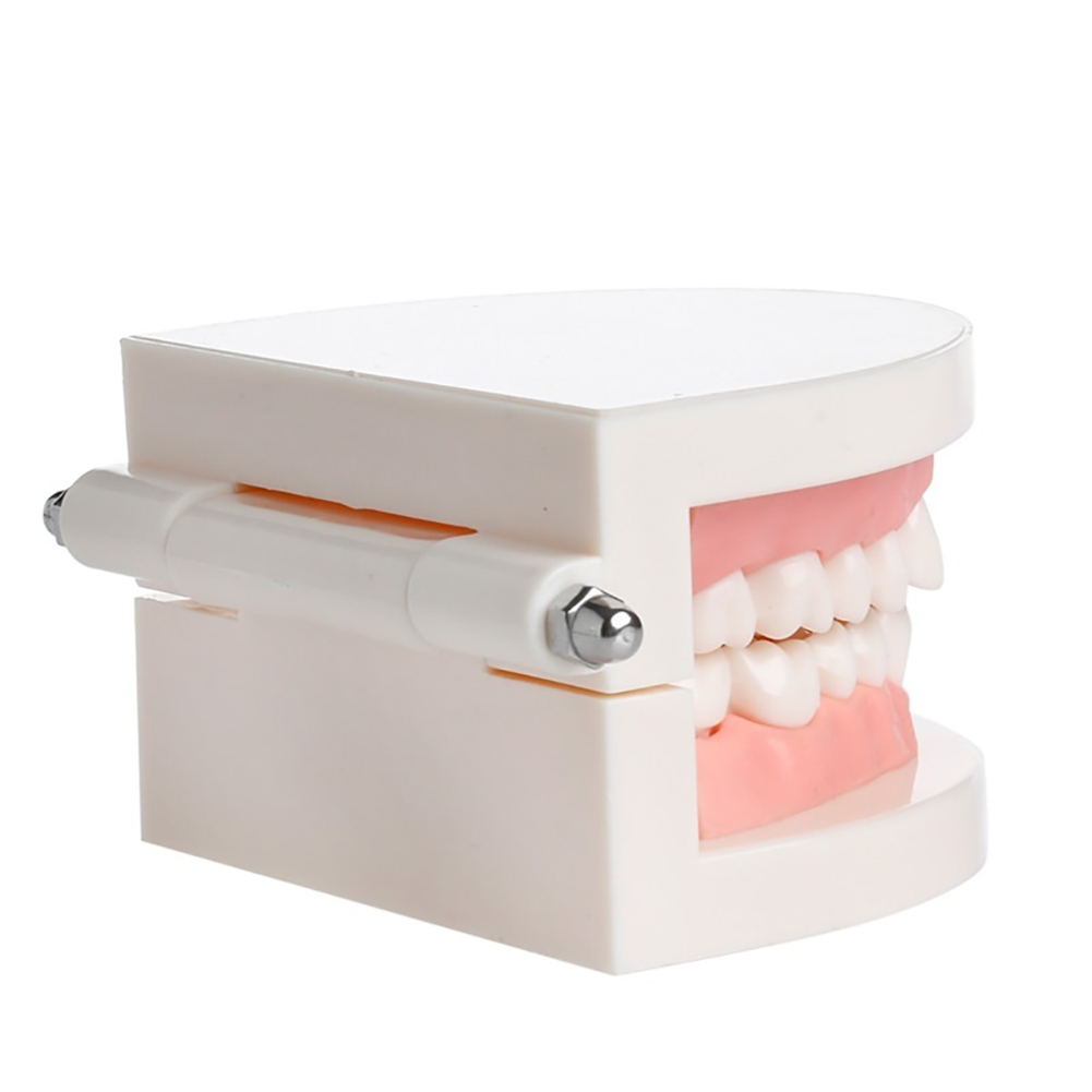 iDENTical Dental Model For Patient Education MD-105