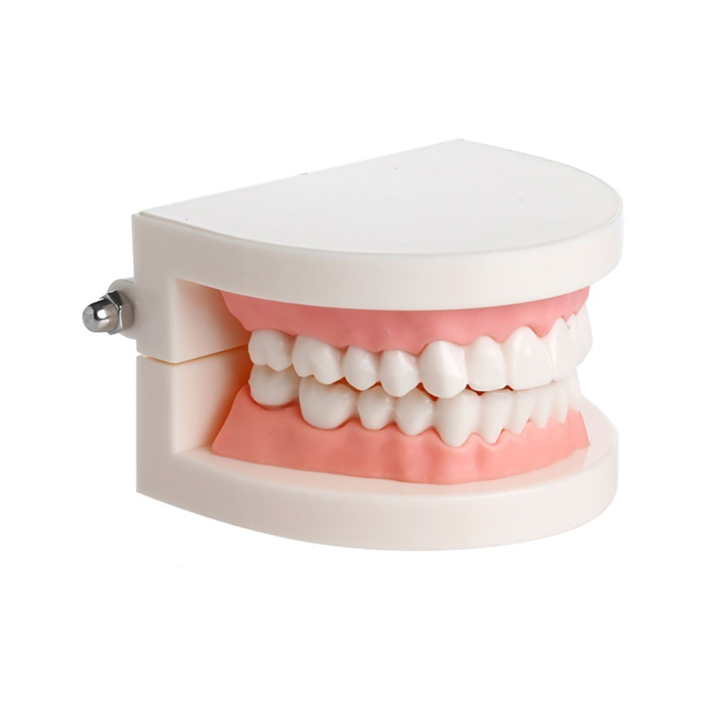 iDENTical Dental Model For Patient Education MD-105
