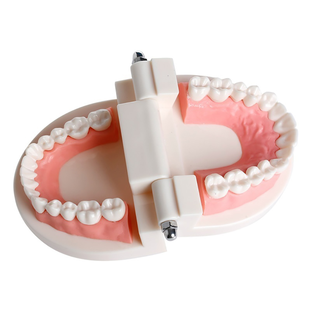 iDENTical Dental Model For Patient Education MD-105