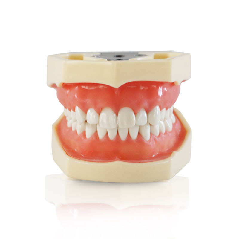 iDENTical Nissin Type Typodont Jaw Set M8011