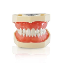 iDENTical Nissin Type Typodont Jaw Set M8011