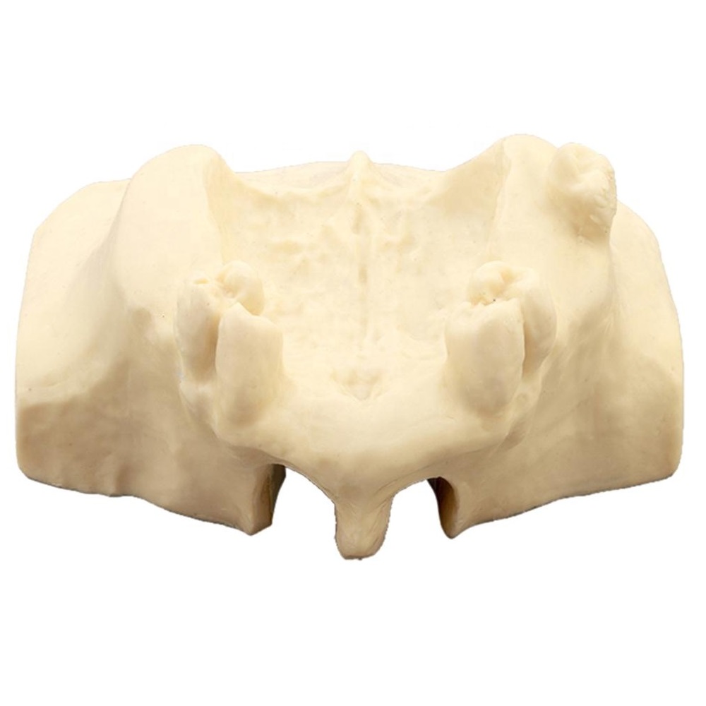 iDENTical Sinus Lift Practice Model M2013F